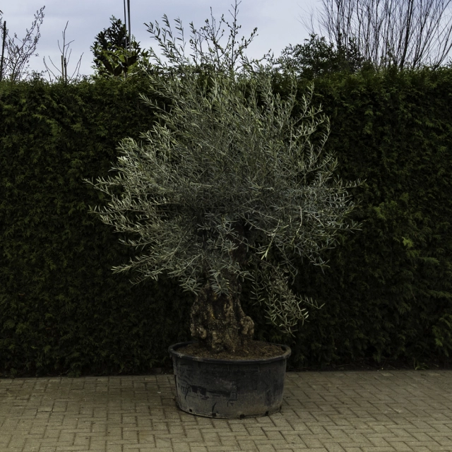 Olivenbaum 'Bonsai' #93