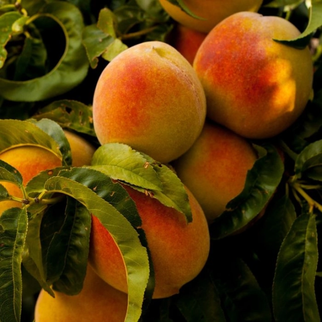 Pfirsich 'Champion' als Spalier