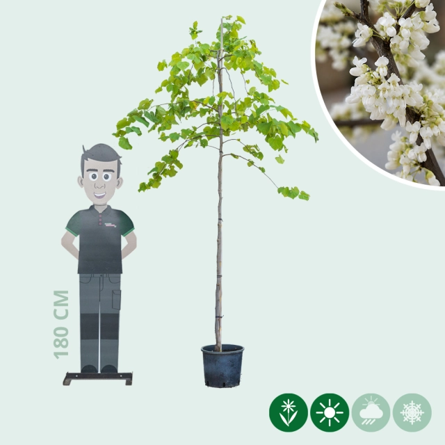Judasbaum 'Vanilla Twist'