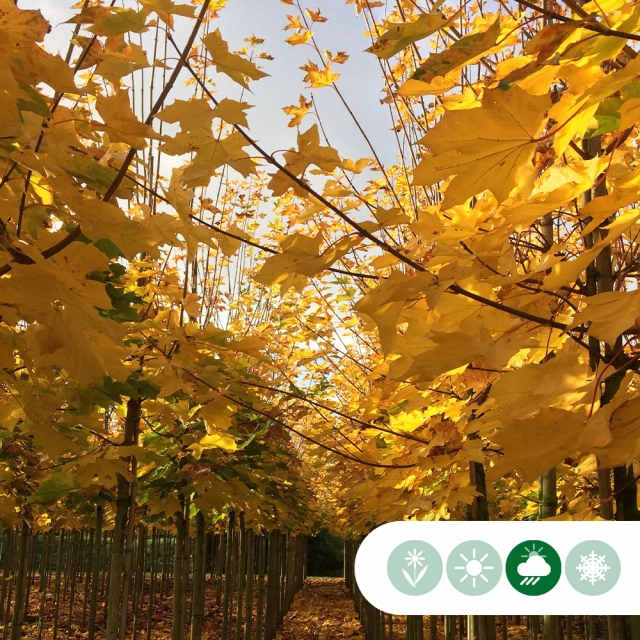 Wie Sie Ihren Garten für den Herbst vorbereiten