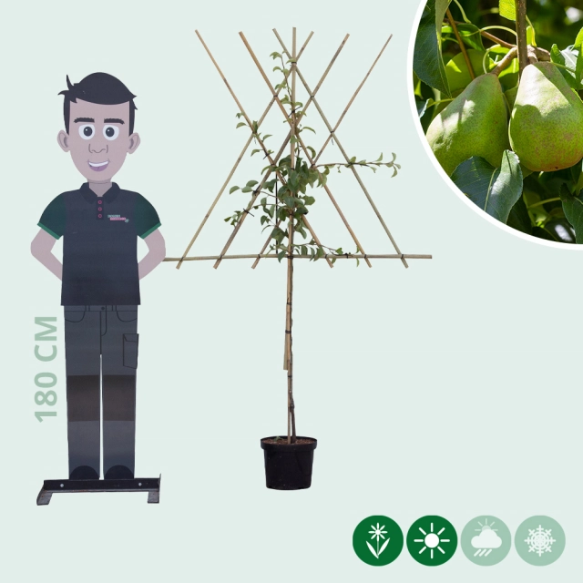 Pyrus c. 'Doyenne du Comice' als Spalier