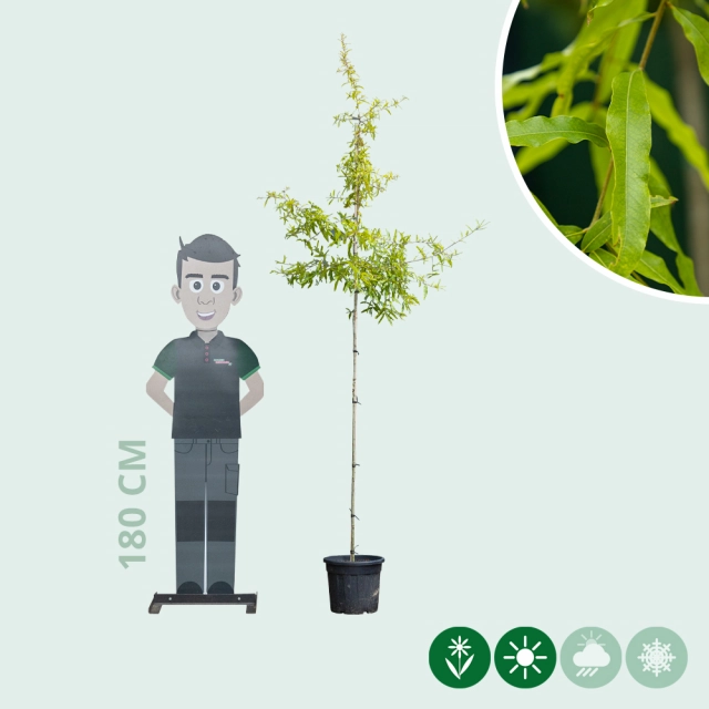 Weidenblättrige Eiche