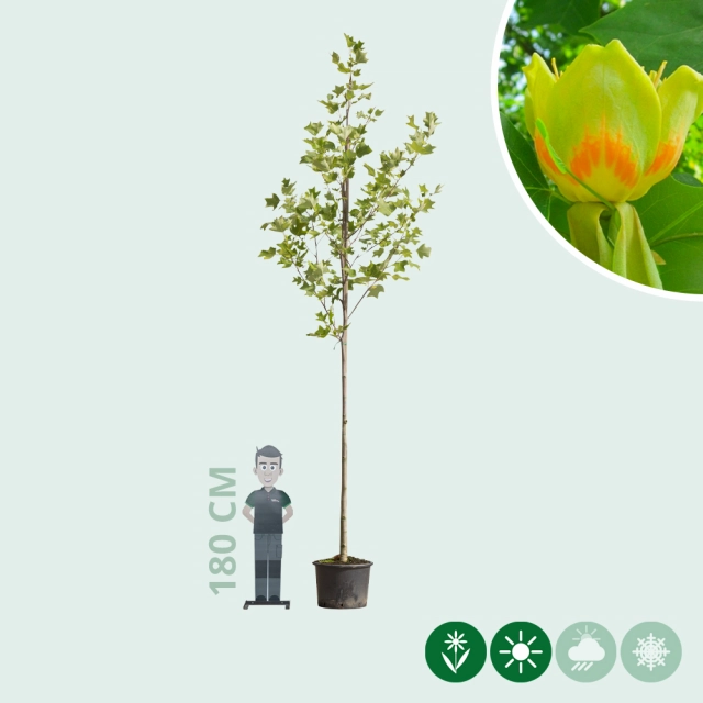 Tulpenbaum