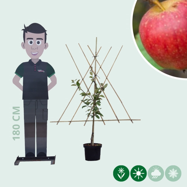 Malus d. 'Notarisappel' als Spalier