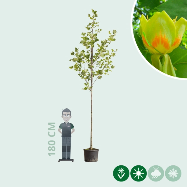 Tulpenbaum