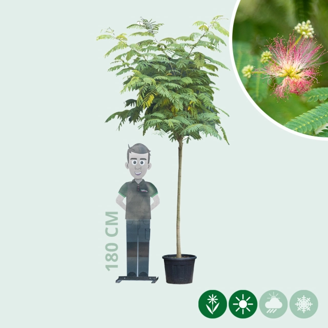 Persischer Schlafbaum