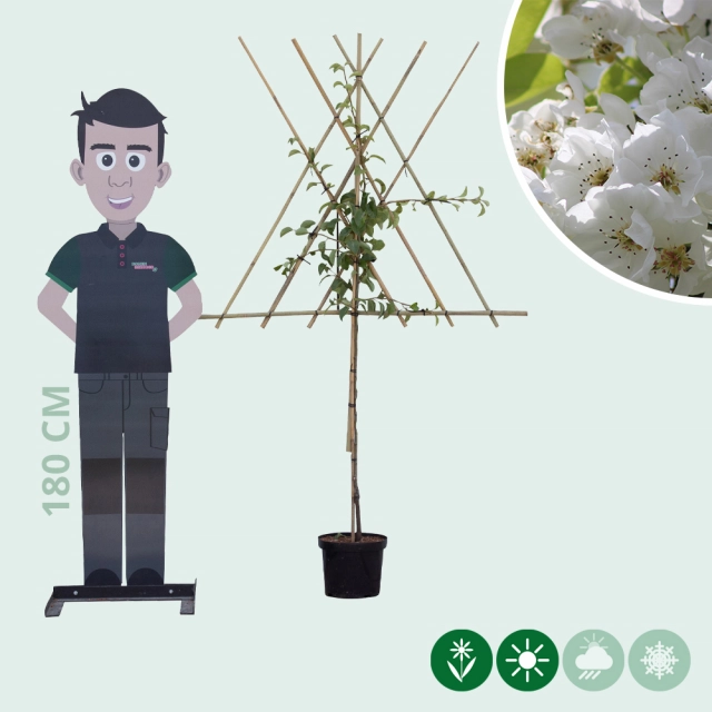 Pyrus c. 'Clapp's Favorite' als Spalier