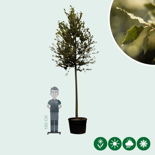 Steineiche