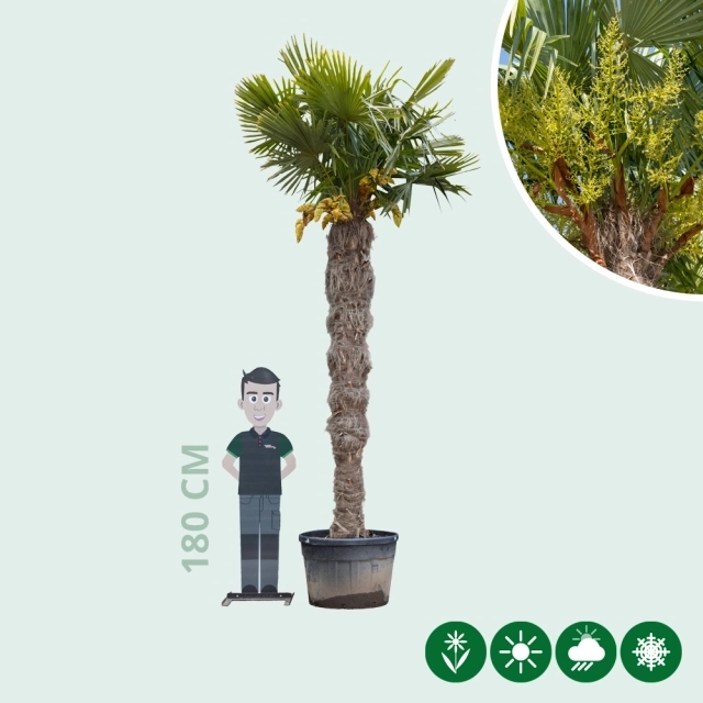Chinesische Hanfpalme 240 cm Stammhöhe