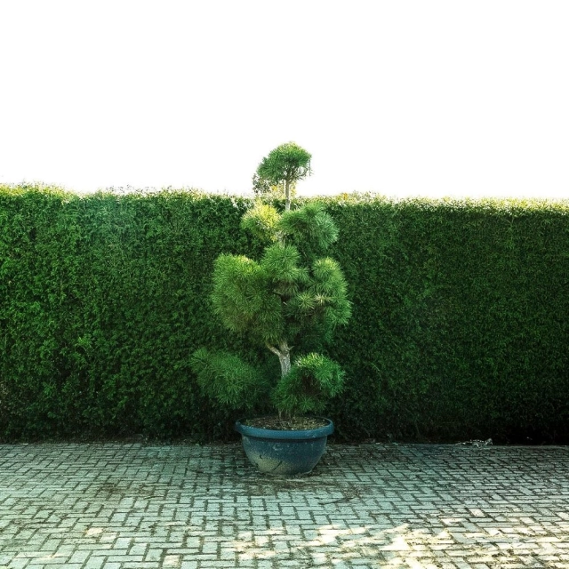 Waldkiefer Bonsai Pompon #80