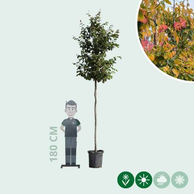 Eisenholzbaum