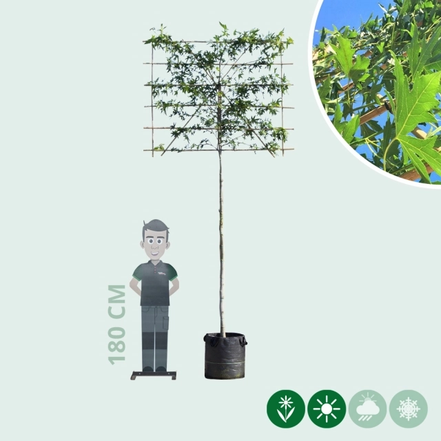 Amberbaum als Spalier