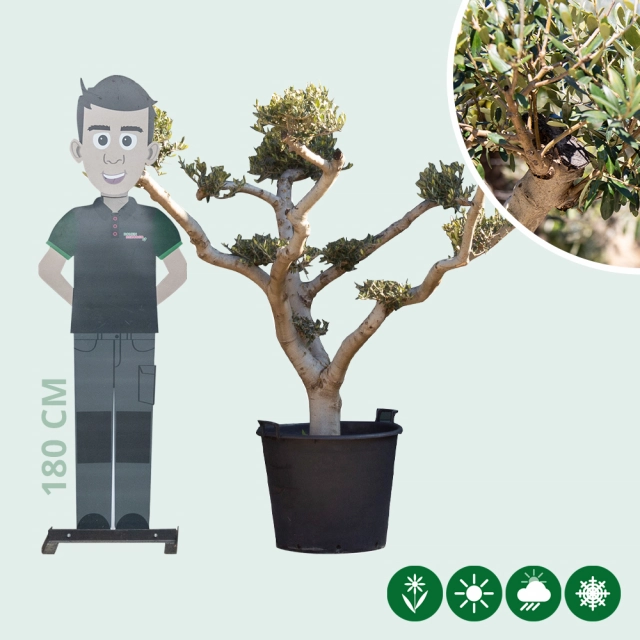 Olivenbaum 'Pom Pom'