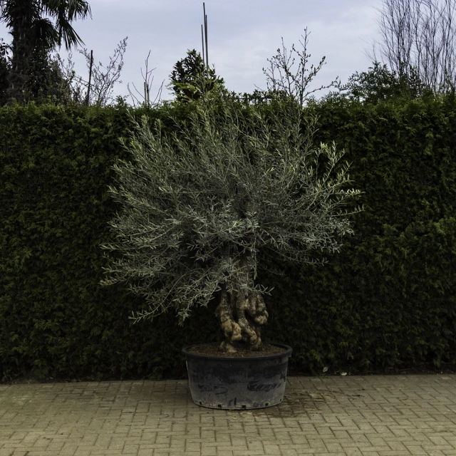 Olivenbaum 'Bonsai' #90