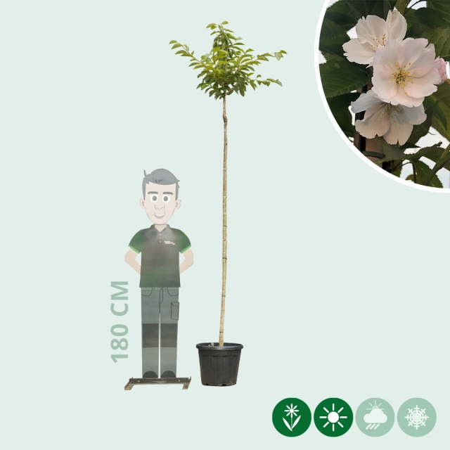 Japanische Blütenkirsche 'Yedoensis'