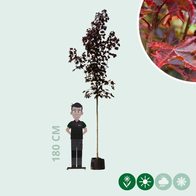 Acer platanoides Royal Red