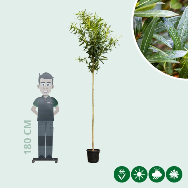 Weiße oleander Hochstamm