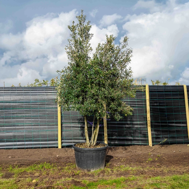 Mehrstämmige Steineiche ausgewachsen #1