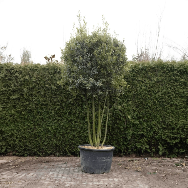 Mehrstämmige Steineiche ausgewachsen #73