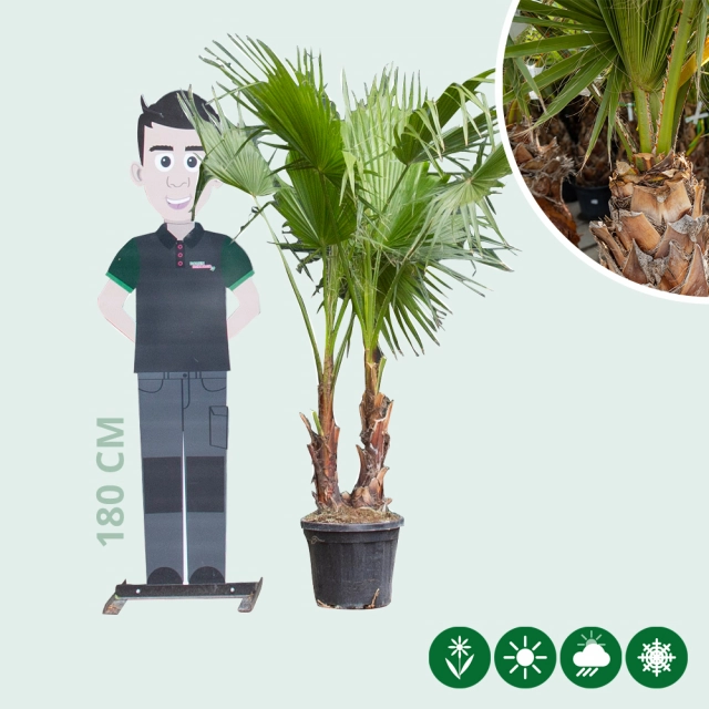 Mexikanische Washingtonpalme Duo Stamme