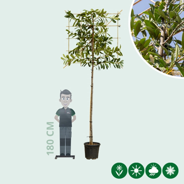 Kirschlorbeer als Spalier