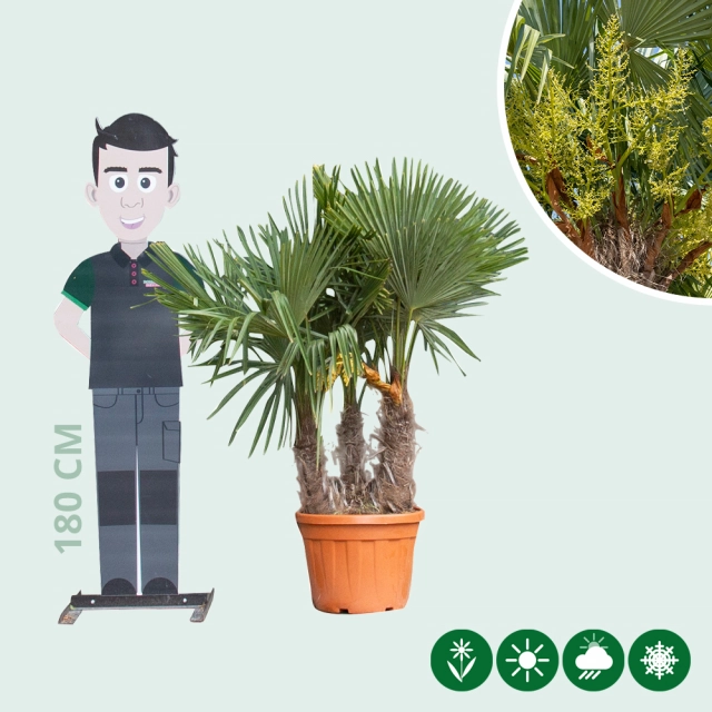 Chinesische Hanfpalme Dreierstamm