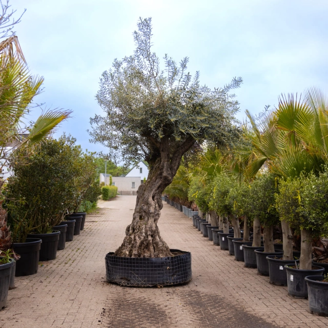 Olivenbaum 'Bonsai' #159