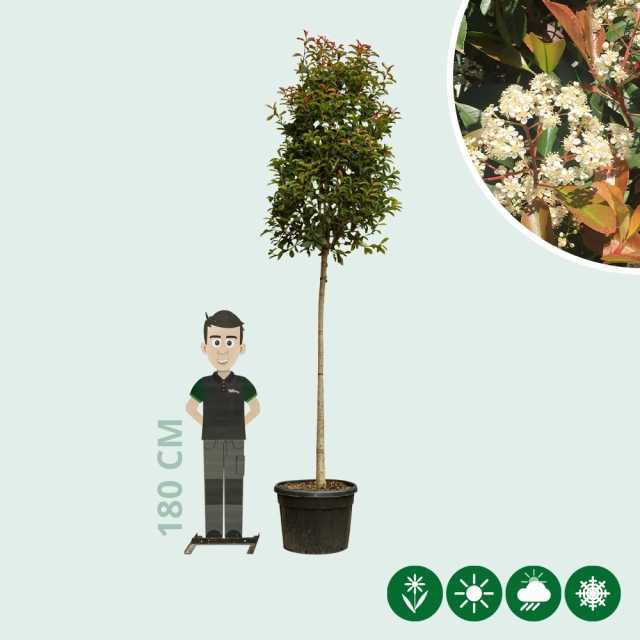 Glanzmispel baumförmig