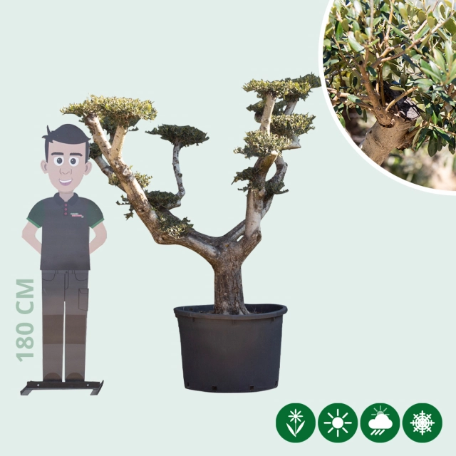 Olivenbaum 'Pom Pom' XXL