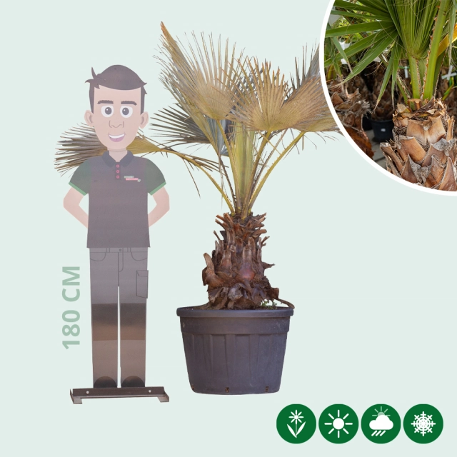 Blaue Hesperidenpalme