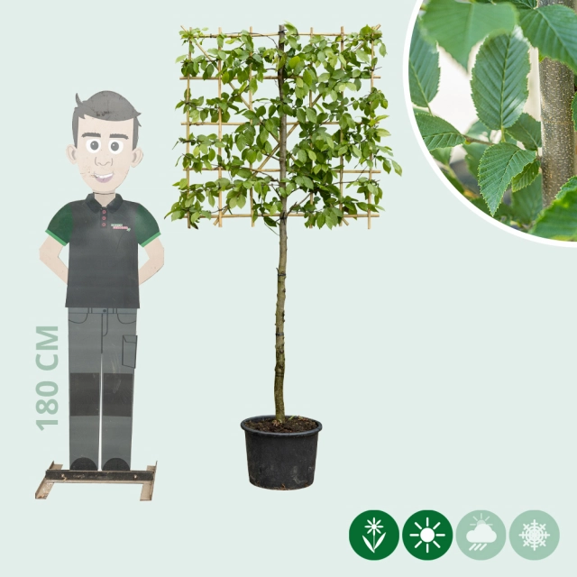 Hainbuche als Spalier