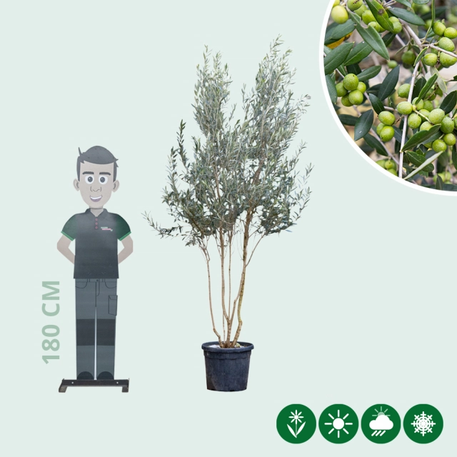 Olivenbaum mehrstämmig