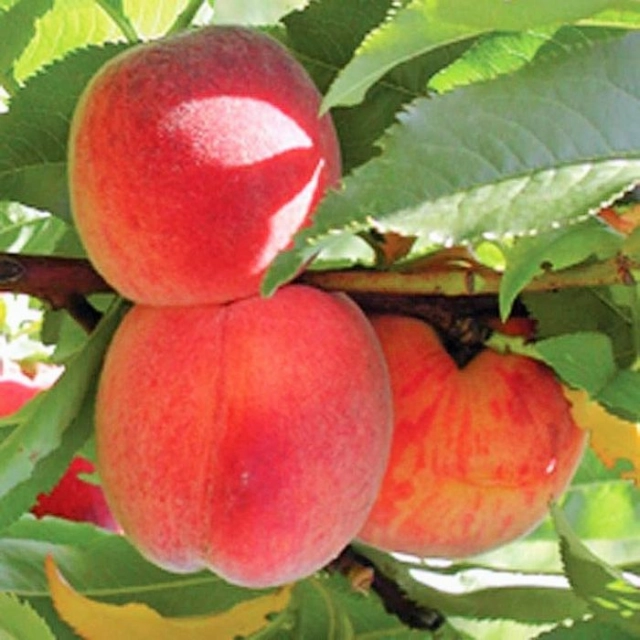 Pfirsich 'Avalon Pride' als Spalier