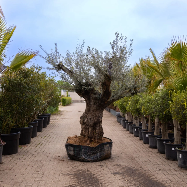 Olivenbaum 'Bonsai' #161