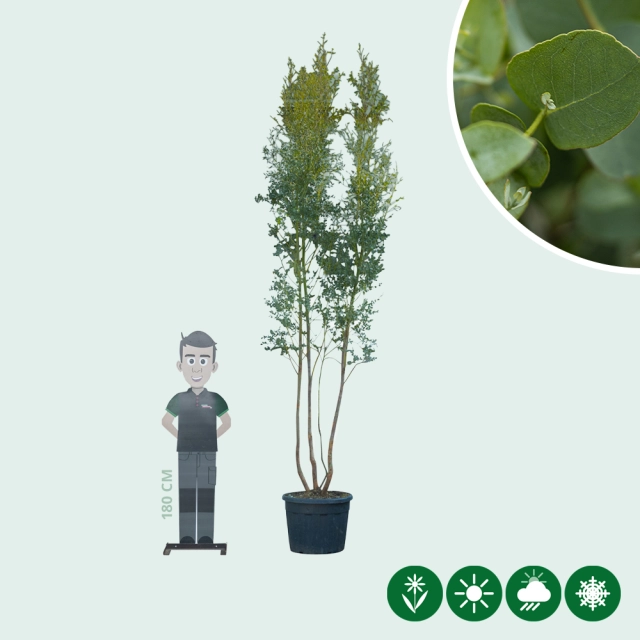 Eukalyptus mehrstämmig