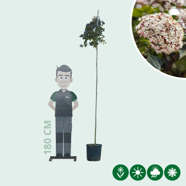 Schneeball Hochstamm