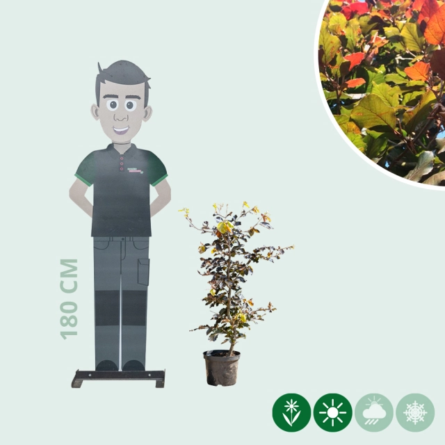 Blutbuchenhecke pro Stück