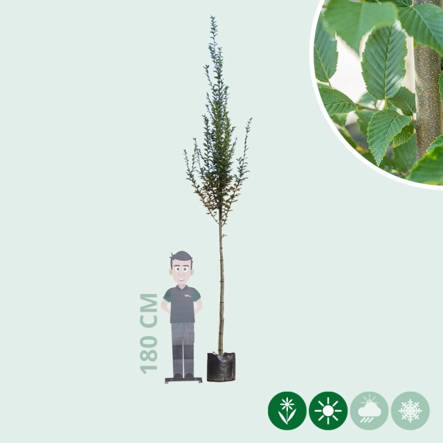 Säulenhainbuche Hochstamm