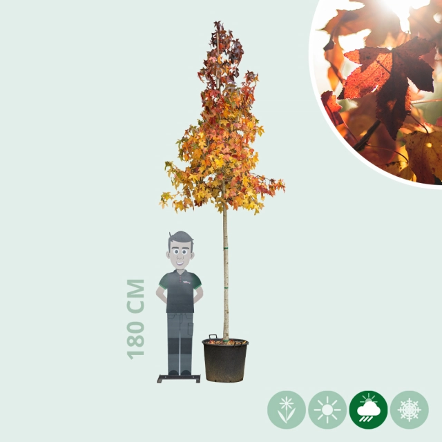 Amberbaum