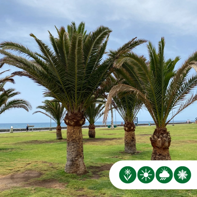 Tipps, die Ihrem mediterranen Baum über den Winter helfen!