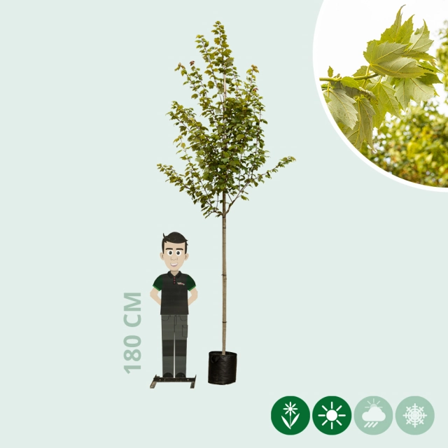 Rot-Ahorn Red Sunset