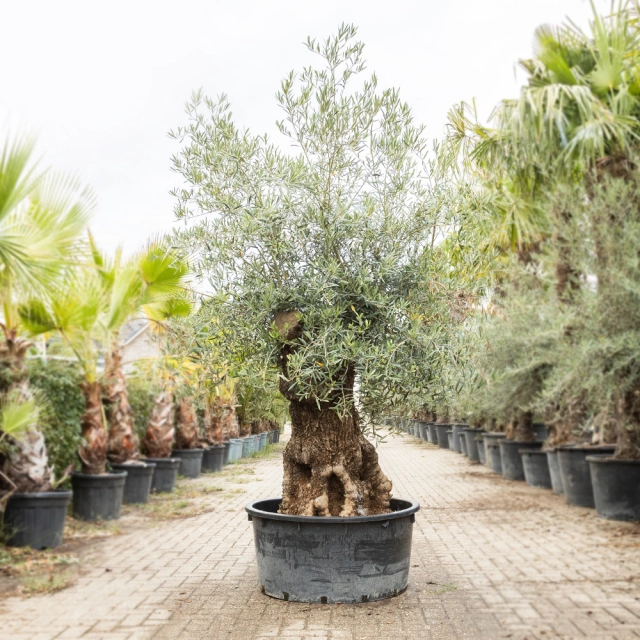 Olivenbaum 'Bonsai' #196