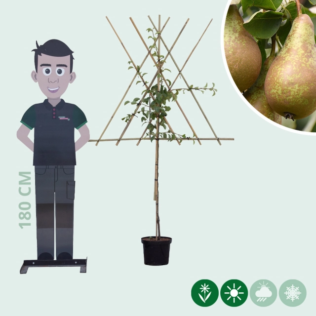 Pyrus C. Conference als Spalier