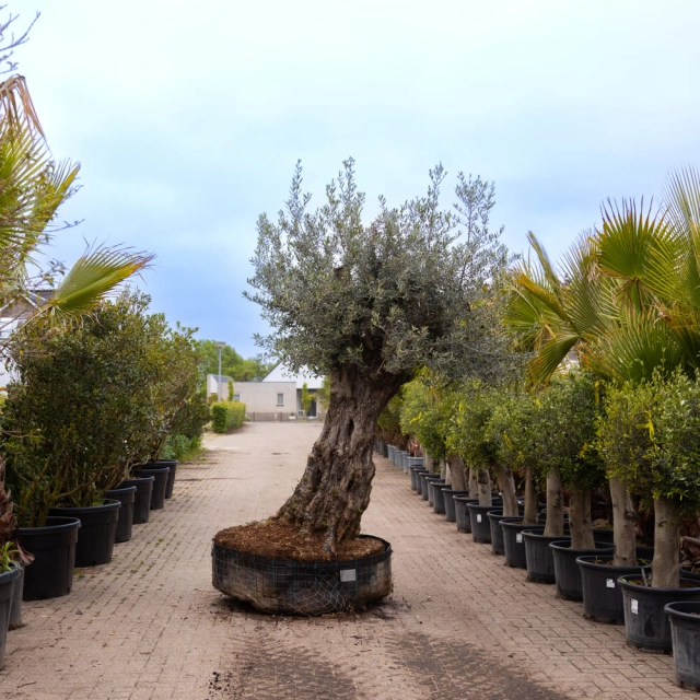 Olivenbaum 'Bonsai' #162