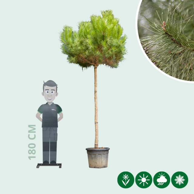 Schirmkiefer Hochstamm