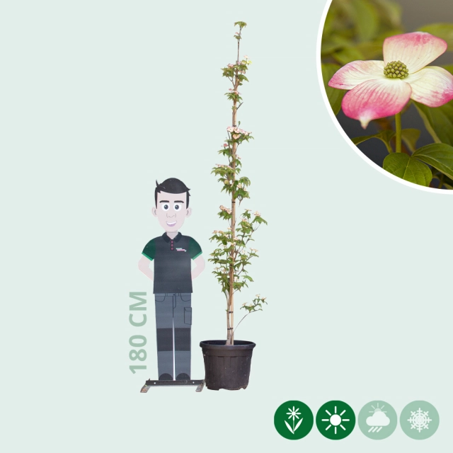 Kornelkirsche 'Stellar Pink'