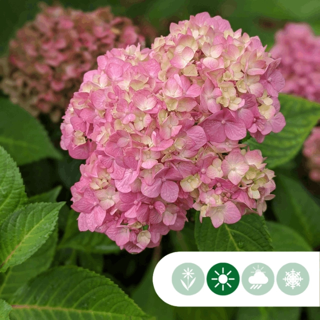 Hortensie Bouquet Rose
