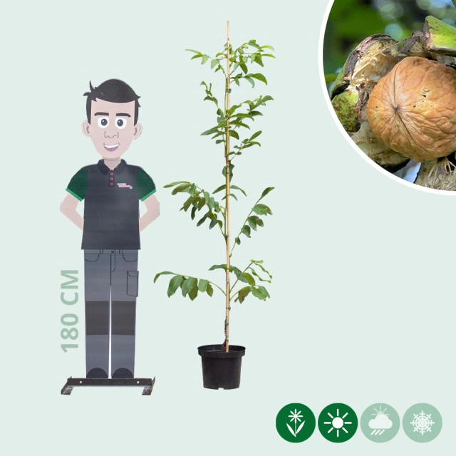 Walnussbaum 'Coenen'