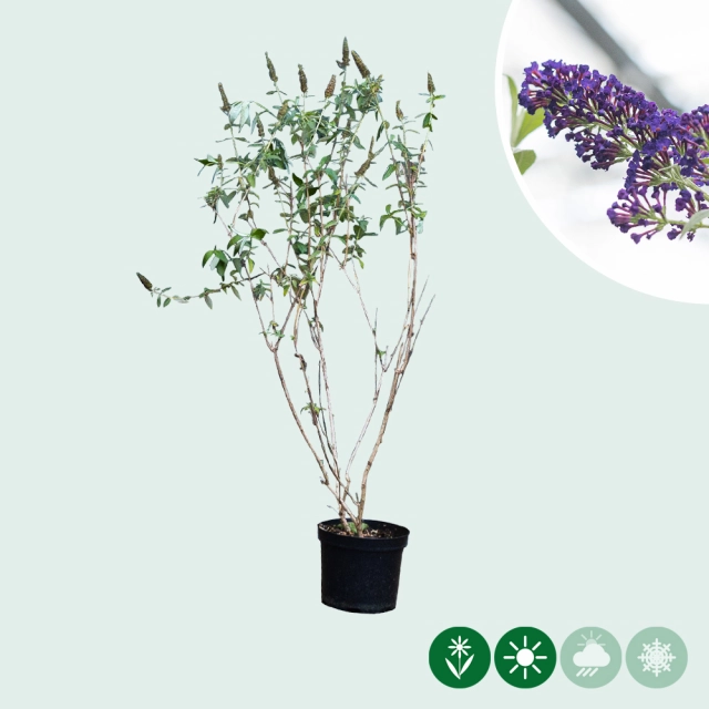 Schmetterlingsstrauch 'Black Knight'