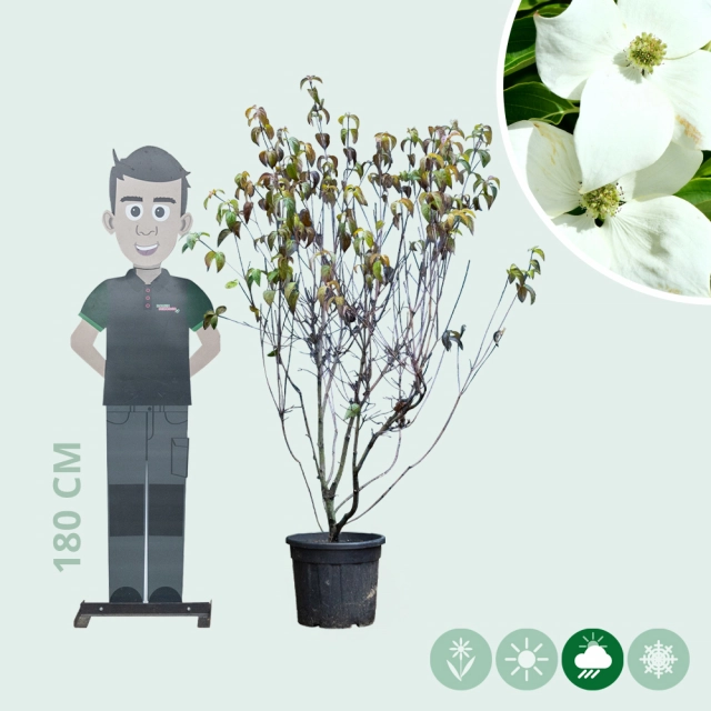 Cornus China Girl mehrstämmig